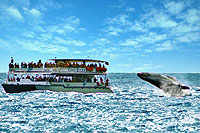 Cabo San Lucas Whale Watching