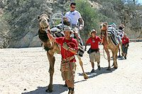 Cabo San Lucas Camel Riding Excursion