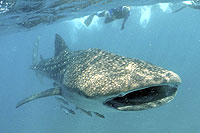 Whale Sharks Los Cabos