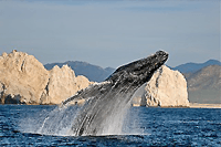 Cabo Whale Watching Express Tour
