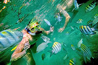 Cabo Pulmo Snorkeling