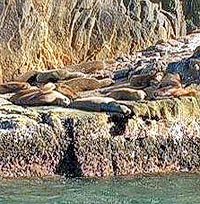 Sea Lion Colony, Cabo San Lucas