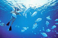 Snorkeling Tour Cabo San Lucas