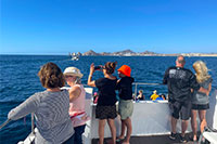 Whale Watching Cabo