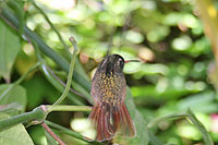 Todos Santos Birdwatching