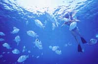 Snorkeling in Cabo San Lucas