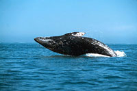 Whale Watching Express Tour