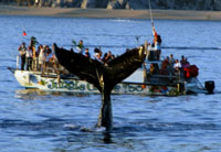 Whale Watching in Cabo San Lucas