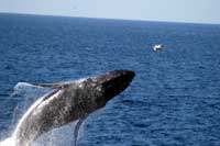 Cabo San Lucas Whale Watching