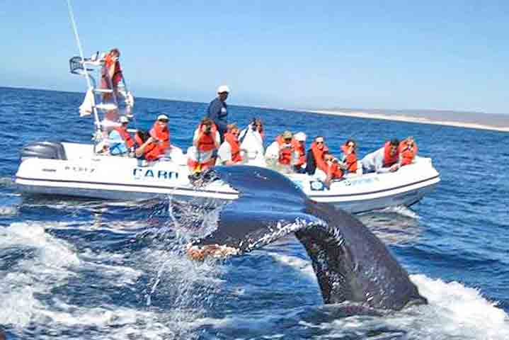 Whale Watching Zodiac Boat Cabo San Lucas