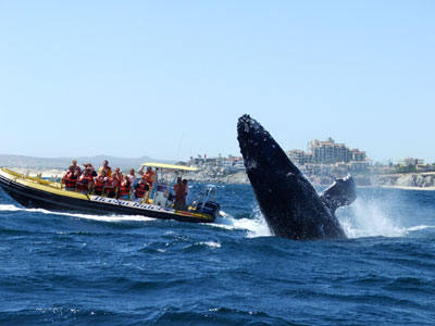 whales-2.jpg