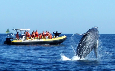 whales-6.jpg