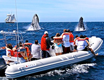 Whale Watching Express Tour