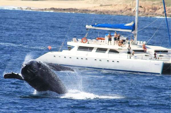 Eco Whale Watching Catamaran