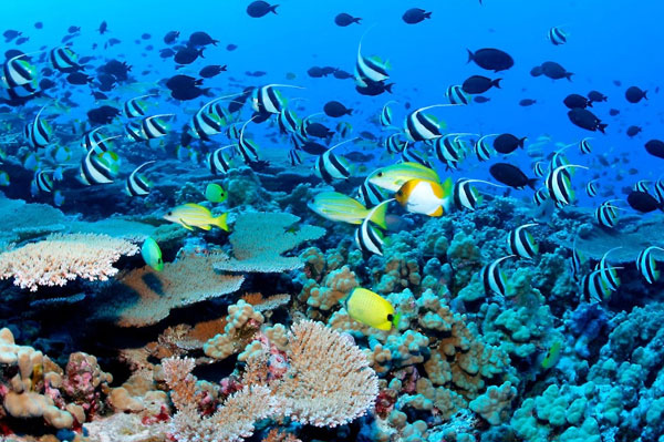 Cabo San Lucas Snorkeling