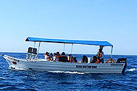 Cabo Whale Watching Excursion