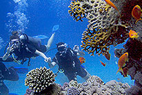 Anemones at Cabo Pulmo