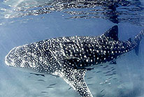 Cabo Pulmo Whale Sharks