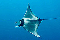 Sea Rays at Cabo Pulmo