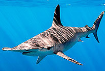 Whale Sharks in Cabo San Lucas