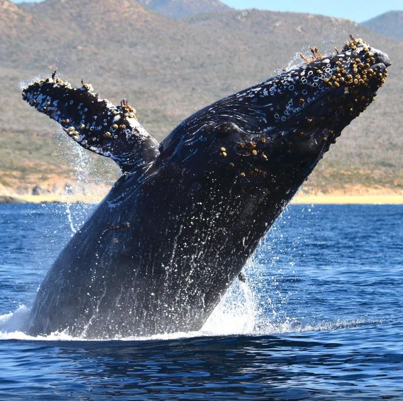 Cabo Whale Watching Tours