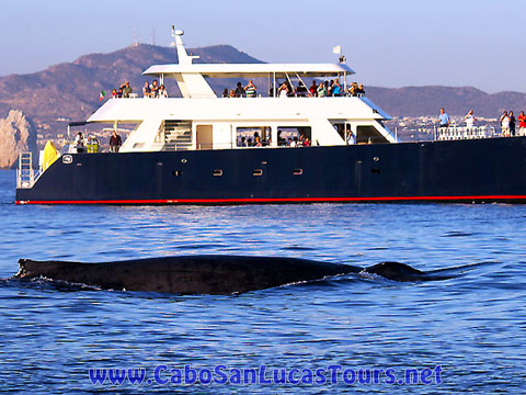 Private Whale Watching Tour