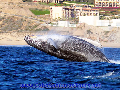 Whale Watching Tour Cabo