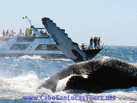 Private Whale Watching Tour