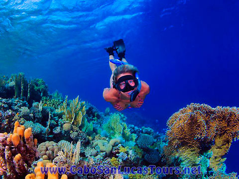 Private Group Snorkeling Cabo