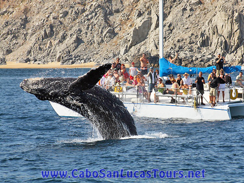 Whale watching Sailing Cabo