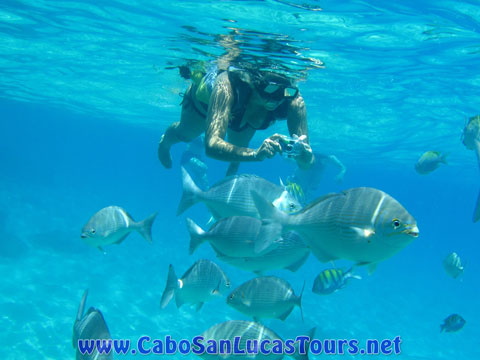 Private Snorkeling Boat Tours