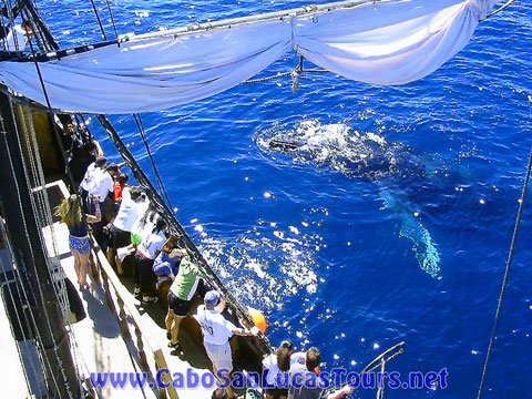 Whale Watchin Pirate Catamaran