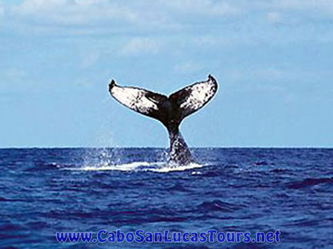 Whale Watching Tour - Private Catamaran