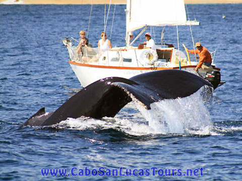 Private Whale watching Tour Cabo