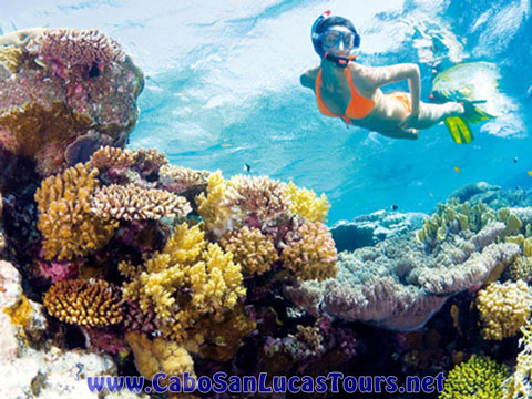 Private Snorkeling Tour