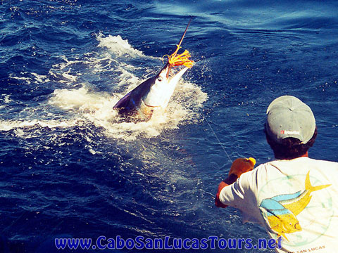  Fishing Cabo Custom Charters